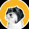 Aron Hiro Bastos Hashimoto - @aronshihtzu - TikTok
