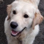 Aaron Hearne - @bailey_da_retriever - Instagram