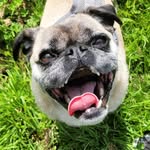 Aaron Herdman - @yourhelpinghound - Instagram