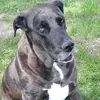 Aaron_Hoag123 - @luckyonion0 - TikTok