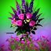 Aaron Hoelzer - Facebook
