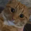Aaron 😋 - @aaron.hoff686 - TikTok