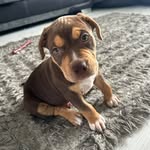 Aaron Smith-Holding - @bear_xl_bully_dog - Instagram