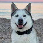 Aarøn🐶❤ - @aaron_thehusky17 - Instagram
