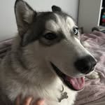@aaron._husky_ - Instagram