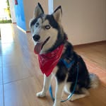 @aaron.husky_ - Instagram