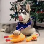 ¡Aaron 🐺! - @aaro.nhusky - Instagram