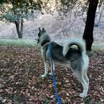 Aaron 🐕‍🦺 - @aaron_huskylife - Instagram