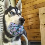 Aaron 🐺 - @aaronhuskylife - Instagram