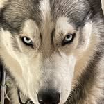 ⒶⒶⓇⓄⓃ - @aaron.husky.dog - Instagram