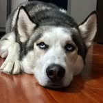 Aarón - @aaron.husky17 - Instagram