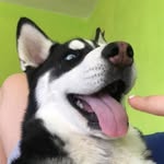 Aaron - @aaron.huskyy - Instagram