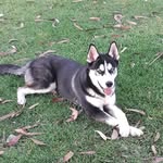 Aarón - @aaron_husky05 - Instagram
