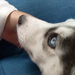 Aaron - @aaron_huskysiberian - Instagram