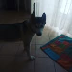 AARON❤😍😘 - @aaron_huskysiberiano - Instagram