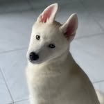 Aaron - @aaron_siberian_husky - Instagram