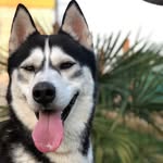 Aaron - @aaron_the.husky - Instagram