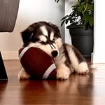 Aaron - @aaronhusky13 - Instagram