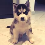 Aaron - @aaronhusky18 - Instagram