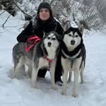 Aaron e Maya | Siberian Huskies 🐺 - @aaron_maya_thehuskies - Instagram