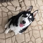 Aaron - @husky.aaron - Instagram