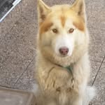 aaron_husky4 - @husky.aaron1 - Instagram