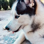 Aaron Husky - @aaron_husky_ - Instagram