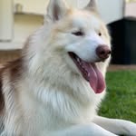 Aaron Husky - @aaronhusky_ - Instagram