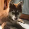 Aaron Husky🐶 - @aaronthehusky - TikTok