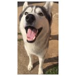 Aaron The Husky - @aaronthehuskyy - Instagram