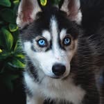 Aaron the Husky - @aaronthehuskymate - Instagram
