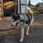 Aaron the Husky 🇧🇦 - @aaron__husky - Instagram