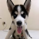 @aaronhuskys - Instagram