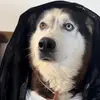 Antonia - @aaronthehusky_ - TikTok
