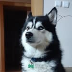 Áron the Husky - @aaron_huskydog - Instagram