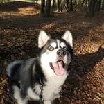 Áron.husky - @aaron_the_husky - Instagram