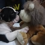 Mi nombre es Aaron - @aaron_bulldog.ingles.black.tri - Instagram