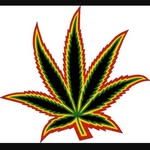 Aaron Jackowski - @growroom101 - Instagram