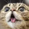 Sir Butternubs III - @aaronjacobi - TikTok