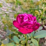 Arik Aaron Kullu - @kulluarikaaron - Instagram