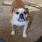 Aaron Leffert - @lone_dawg_82 - Instagram