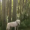 Faith Aaron-Leibell - @faith.aaronleibel - TikTok