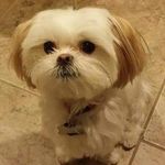 Puppy - @puppyaaronleiter - Instagram