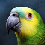 Aaron LeMay - @birdnotes - Instagram