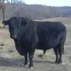 aaronlemons886 - @aaronlemons886 - TikTok