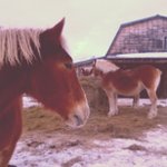 Aaron lessard - @bigbelgians91 - Instagram
