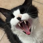 Aaron MacLeod - @cbrtrigg - Instagram