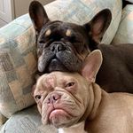 Aaron maher - @menaibridge_kennels - Instagram