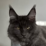 Aaron - Main Coon - Blue Smoke - @aaron.maincoon - Instagram