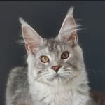 Aaron - @aaronmainecoon - Instagram
